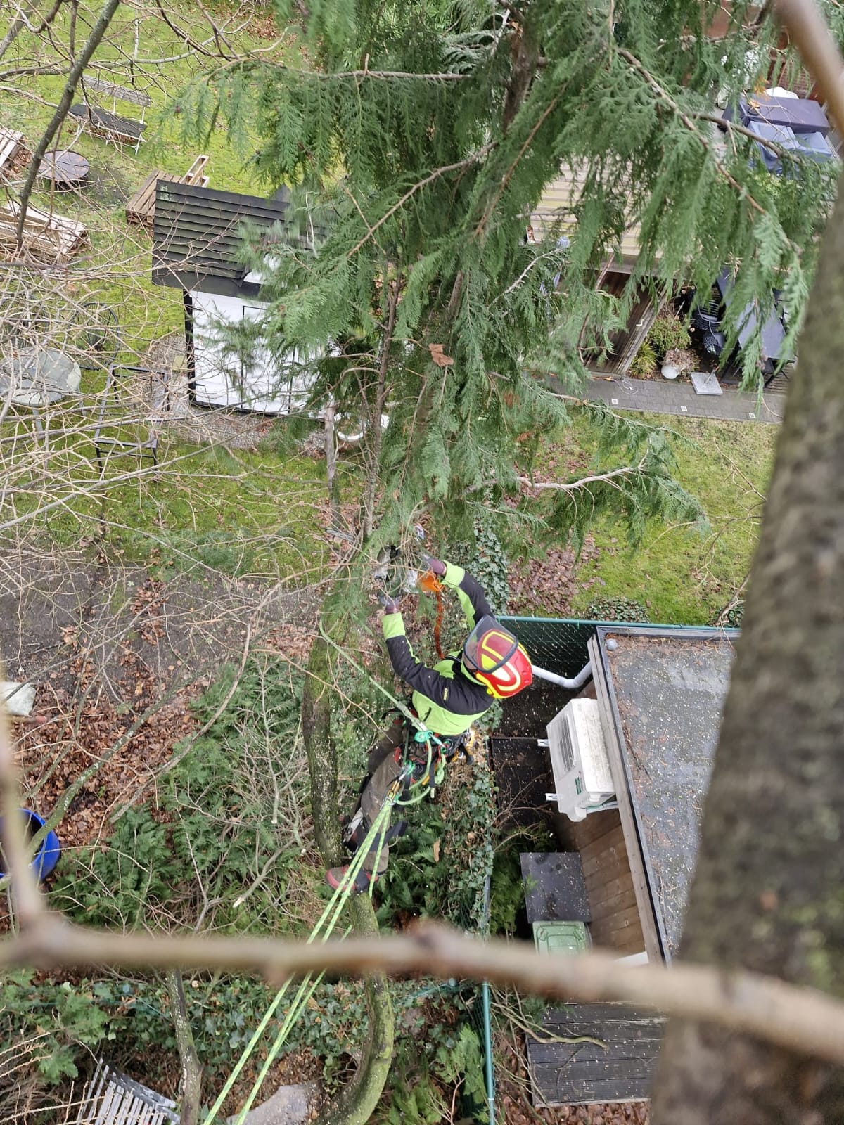 Professionele snoeiwerken aan bomen in Bilzen-Hoeselt