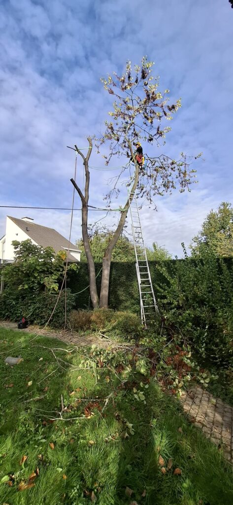 Professionele boomverzorging in Bilzen-Hoeselt
