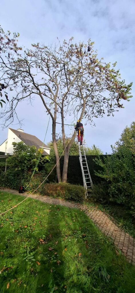 Verzorging en onderhoud van bomen in Limburg